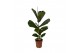 Ficus lyrata Ficus lyrata - hoogte 110-120 1 pp 