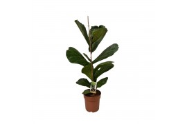 Ficus lyrata Ficus lyrata - hoogte 110-120 1 pp