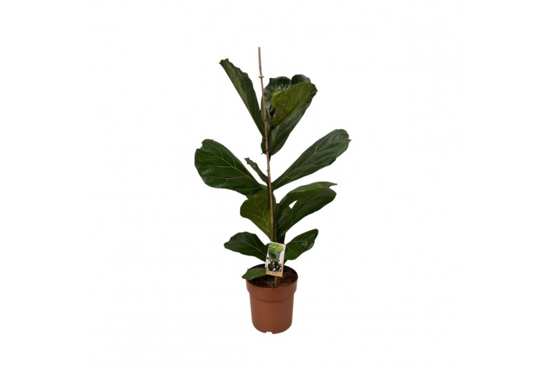 Ficus lyrata Ficus lyrata - hoogte 110-120 1 pp 