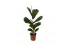 Ficus lyrata Ficus lyrata - hoogte 110-120 1 pp