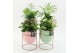 Arrangementen kamerplanten ESCR-2605M Essentials 3 pp 