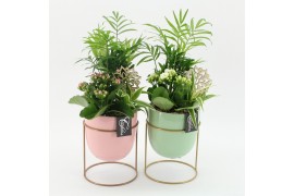Arrangementen kamerplanten ESCR-2605M Essentials 3 pp