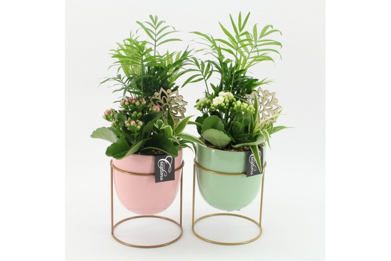 Arrangementen kamerplanten ESCR-2605M Essentials 3 pp 