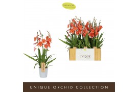 Burrageara nelly isler Nelly Isler Peach 3 spike3 tak/plnt 500