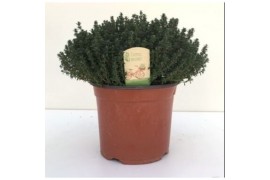 Thymus vulgaris THYMUS FAUSTINI 18