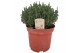 Thymus vulgaris faustini 
