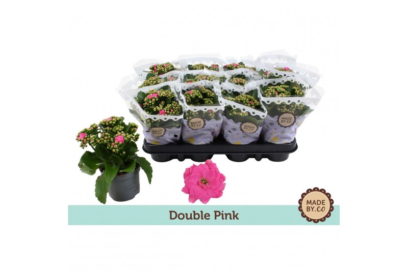 Kalanchoe bloss. rosalina nando pink Kalanchoë Double Pinkpp 