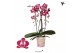 Phalaenopsis elegant cascade Kolibri Orchids Cascade Niagara Fall Asia 