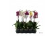 Phalaenopsis mix Phalaenopsis mix - 1 tak 60cm (Quattro)9 bl. 1 tak/pl 