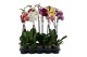 Phalaenopsis mix Phalaenopsis mix - 1 tak 80cm (Quattro)9 bl. 1 tak/pl 