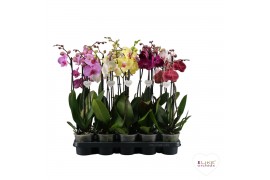 Phalaenopsis mix Phalaenopsis mix - 2 tak 60cm (Quattro)14 bl. 2 tak/p