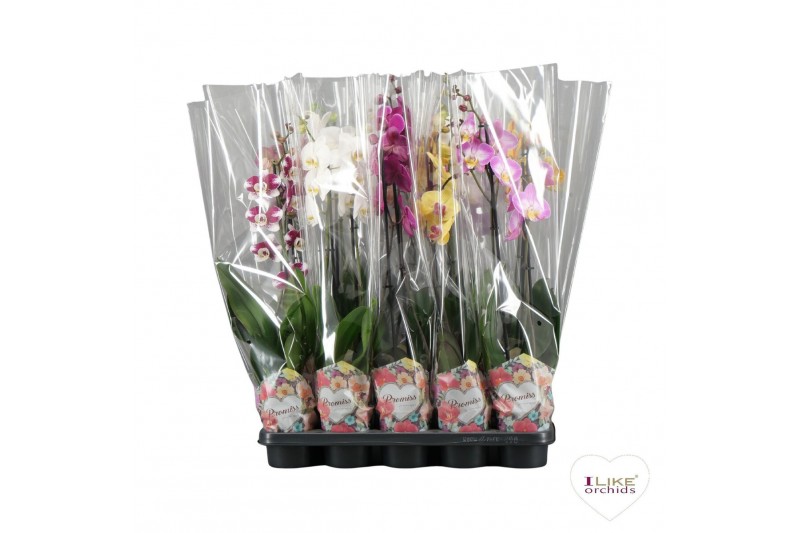 Phalaenopsis mix Phalaenopsis - 2 tak 80cm Promiss mix (Quattro)12 bl. 