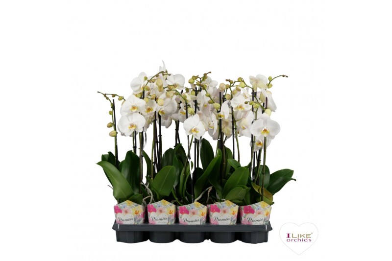 Phalaenopsis wit Phalaenopsis - 2 tak 60cm Promiss wit (Quattro)18 bl. 