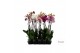 Phalaenopsis mix Phalaenopsis mix - 2 tak 80cm (Quattro)16 bl. 2 tak/p 