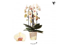 Phalaenopsis elegant cascade Kolibri Orchids Cascade Niagara fall Dese