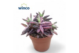 Kalanchoe daigremontiana Kalanchoe Daigremontiana Pink1 pp 18