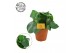 Peperomia polybotrya raindrop Peperomia Polybotrya 15cm 