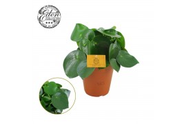 Peperomia polybotrya raindrop Peperomia Polybotrya 15cm