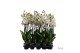 Phalaenopsis wit Phalaenopsis wit-gele lip - 3 tak 80cm 22 bl. 3 tak/p 