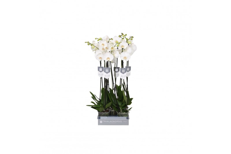 Phalaenopsis white world Phalaenopsis White World, 2-spike 18 bl. 2 ta 