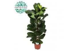 Ficus lyrata Ficus Lyrata, 2pp, p27 2 pp