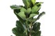 Ficus lyrata Ficus Lyrata, 2pp, p27 2 pp 
