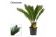 Cycas revoluta 14cm - 10+ veren 