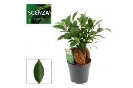 Ficus microcarpa ginseng Retusa 12cm