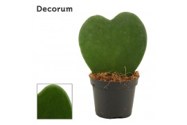 Hoya kerrii Hoya Kerrii Single 6 cm (Decorum) 1 pp