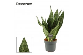 Sansevieria trifasciata Super green 9cm Decorum