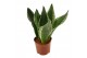 Sansevieria trifasciata Sansevieria Silver Flame 12 cm 