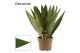 Sansevieria zeylanica Sansevieria Zeylanica Fan 14 cm (Decorum) 