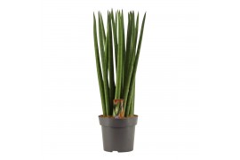 Sansevieria cylindrica Sansevieria Cylindrica 14 cm Spaghetti