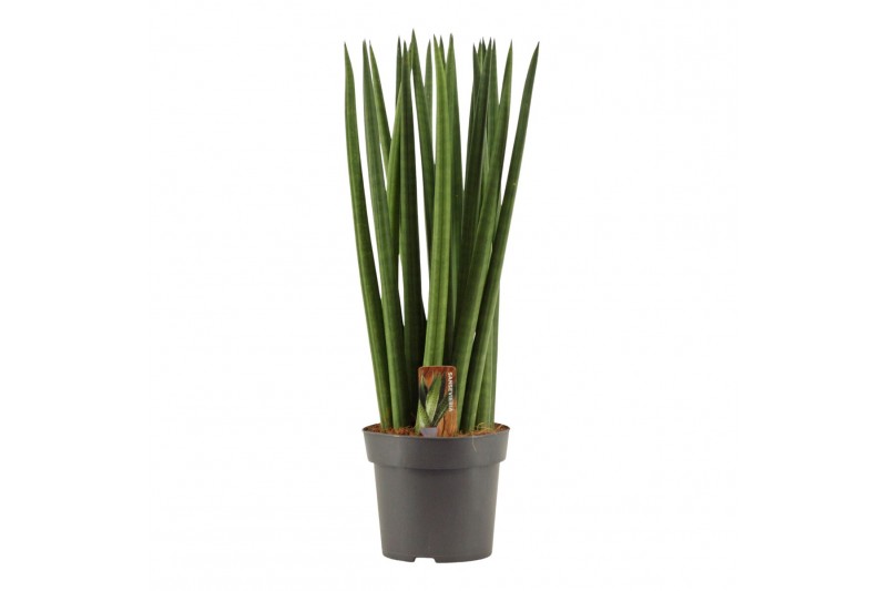 Sansevieria cylindrica Sansevieria Cylindrica 14 cm Spaghetti 
