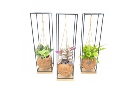 Kamerplanten mix groen Kokodama 12 cm Hanging Industrial Green mix 1 p