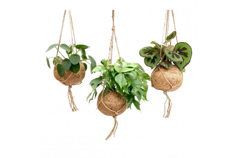 Kamerplanten mix groen Kokodama 17 cm Dream mix 1 pp 