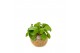 Kamerplanten mix groen Kokodama 17 cm Dream mix 1 pp 