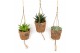 Succulenten mix Kokopot string 10 cm Succulent mix 1 pp 