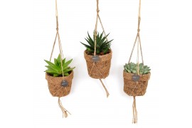 Succulenten mix Kokopot string 10 cm Succulent mix 1 pp