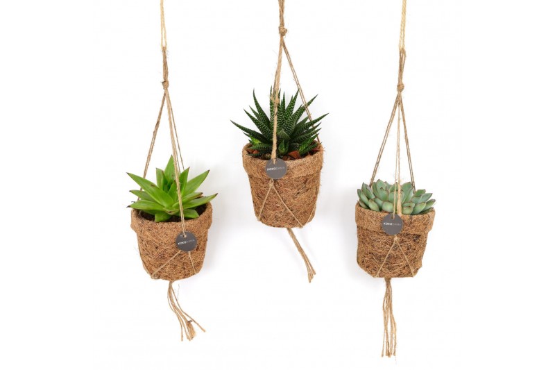 Succulenten mix Kokopot string 10 cm Succulent mix 1 pp 