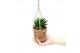 Succulenten mix Kokopot string 10 cm Succulent mix 1 pp 