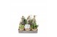 Succulenten mix Kokopot string 10 cm Succulent mix 1 pp 
