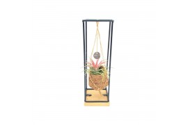 Tillandsia mix Kokodama Birdnest 7 cm Industrial Hanging Tillandsia 1 