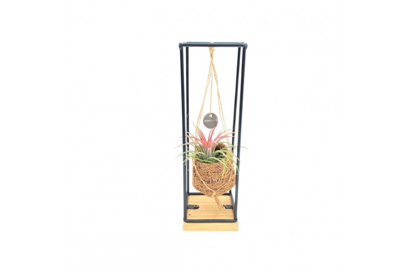 Tillandsia mix Kokodama Birdnest 7 cm Industrial Hanging Tillandsia 1  
