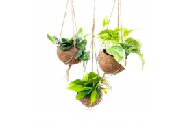 Scindapsus Kokodama 15 cm Scindapsus mix 2.5 - 4.9  cm 2 pp