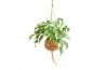 Monstera Kokodama 17 cm Monstera Minima 1 pp