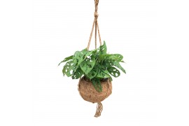 Monstera obliqua monkey mask Kokodama XXL Monstera Monkey Mask 1 pp