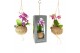 Phalaenopsis mini Kokodama 12 cm Gift Package Orchid 2 tak 1 bl. 2 tak 
