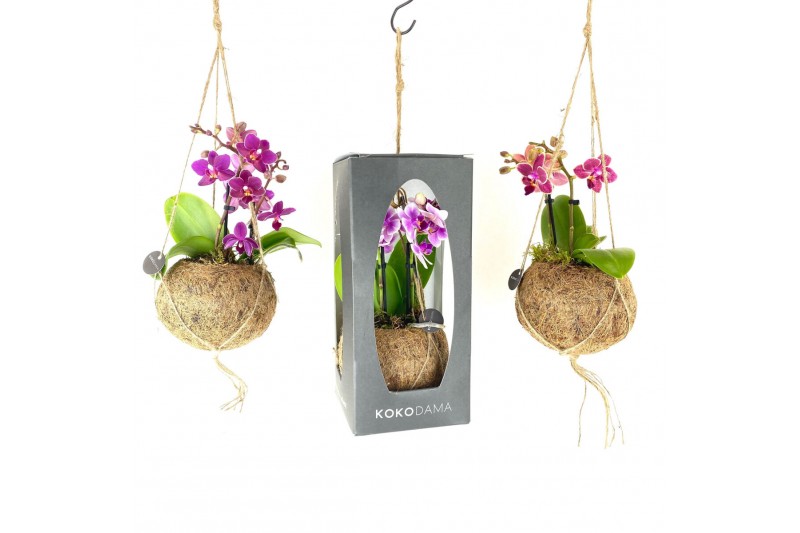 Phalaenopsis mini Kokodama 12 cm Gift Package Orchid 2 tak 1 bl. 2 tak 