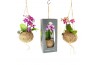 Phalaenopsis mini Kokodama 12 cm Gift Package Orchid 2 tak 1 bl. 2 tak